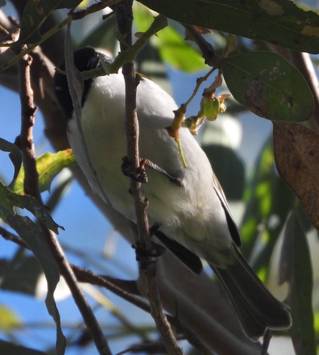 White-naped Honeyeater - Rodney Macready