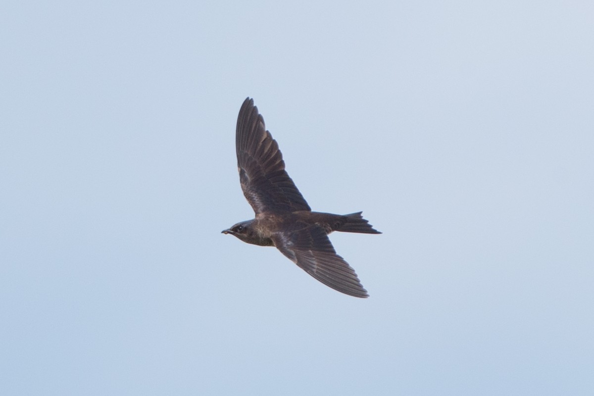 Purple Martin - County Lister Brendan