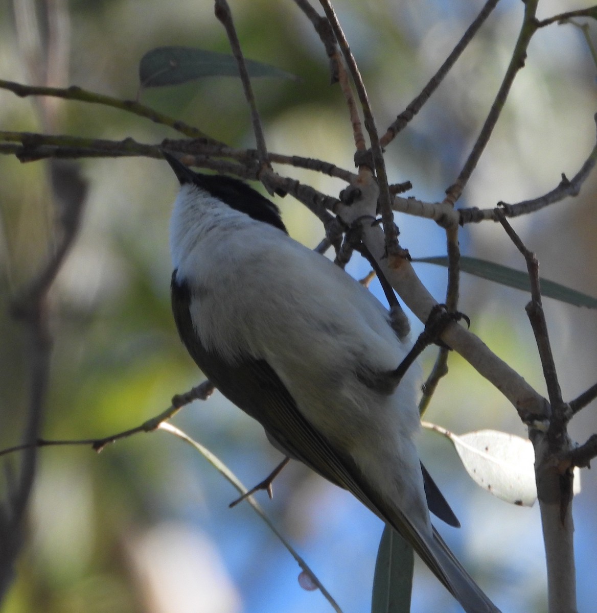 White-naped Honeyeater - Rodney Macready