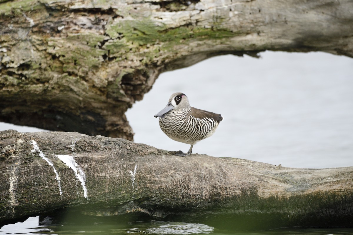 Pink-eared Duck - Ken Crawley