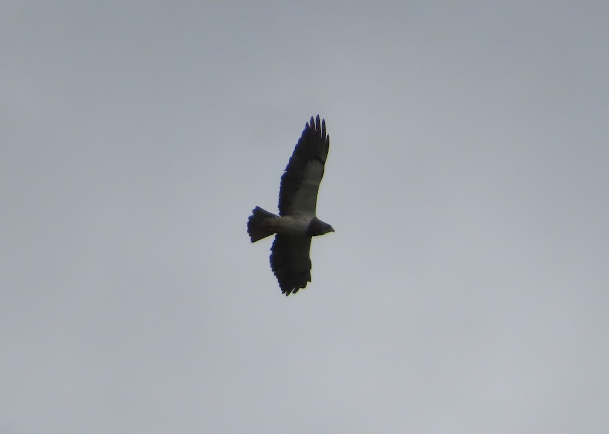 Swainson's Hawk - Violet Kosack