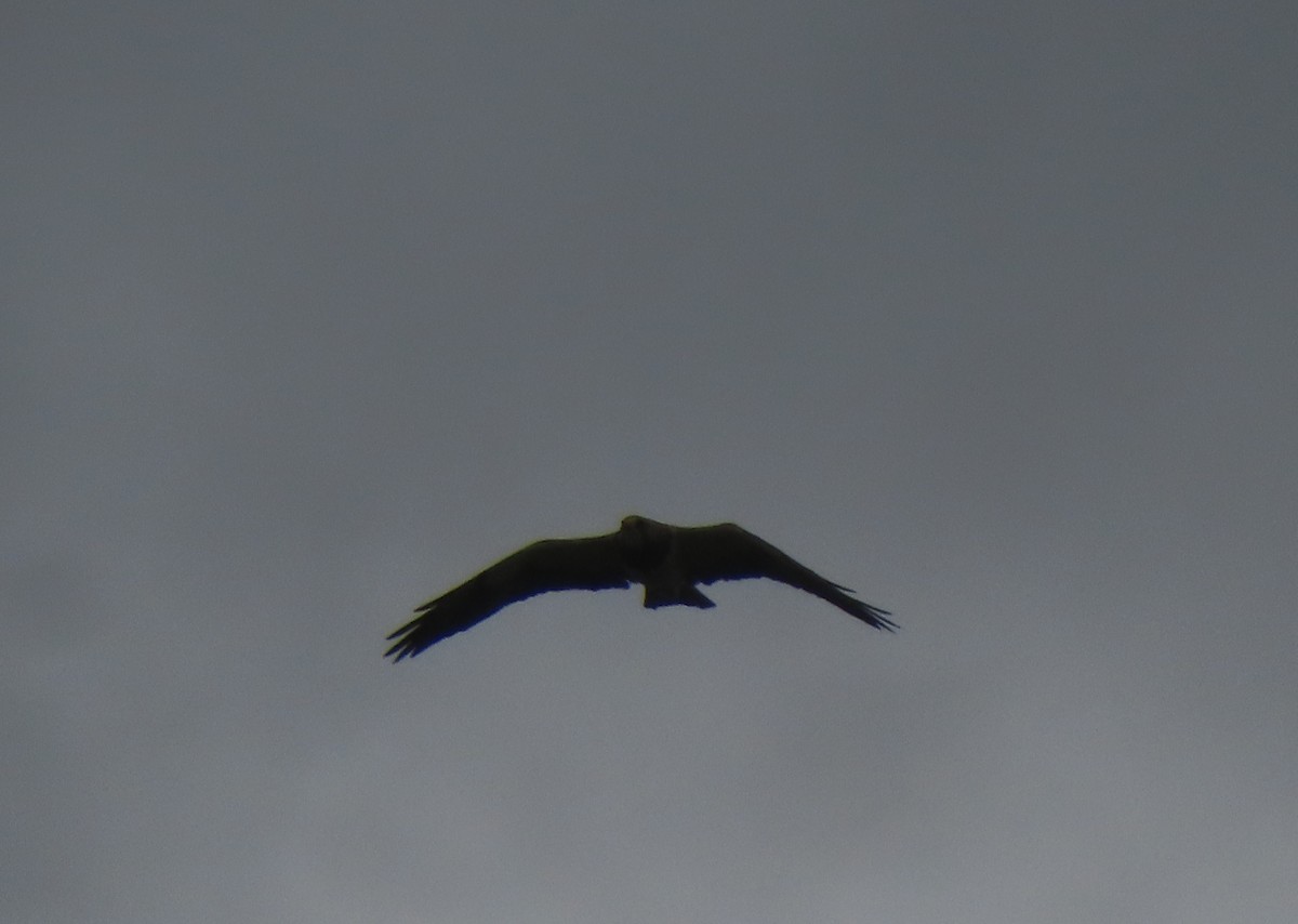 Swainson's Hawk - Violet Kosack