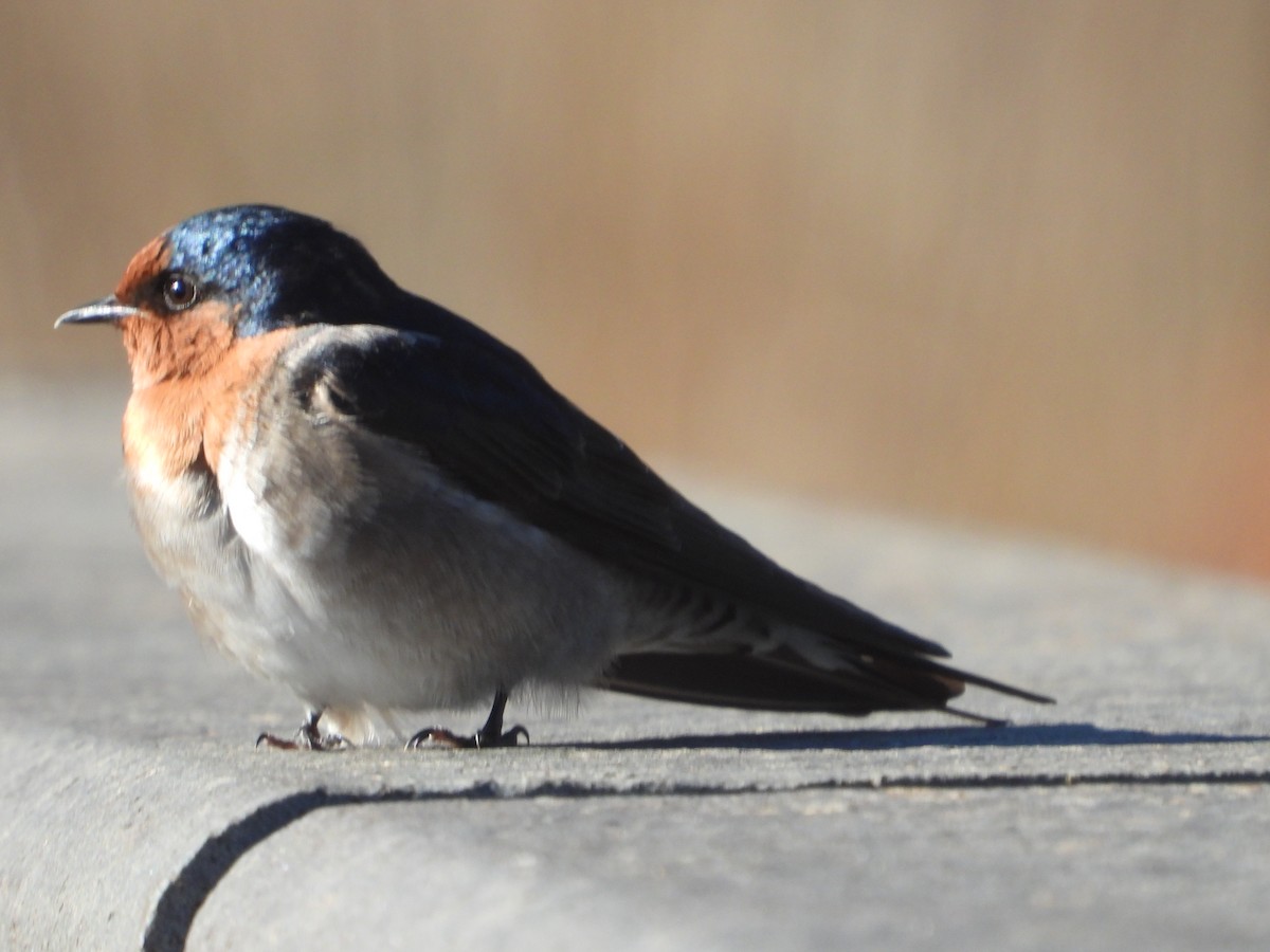 Welcome Swallow - Rodney Macready