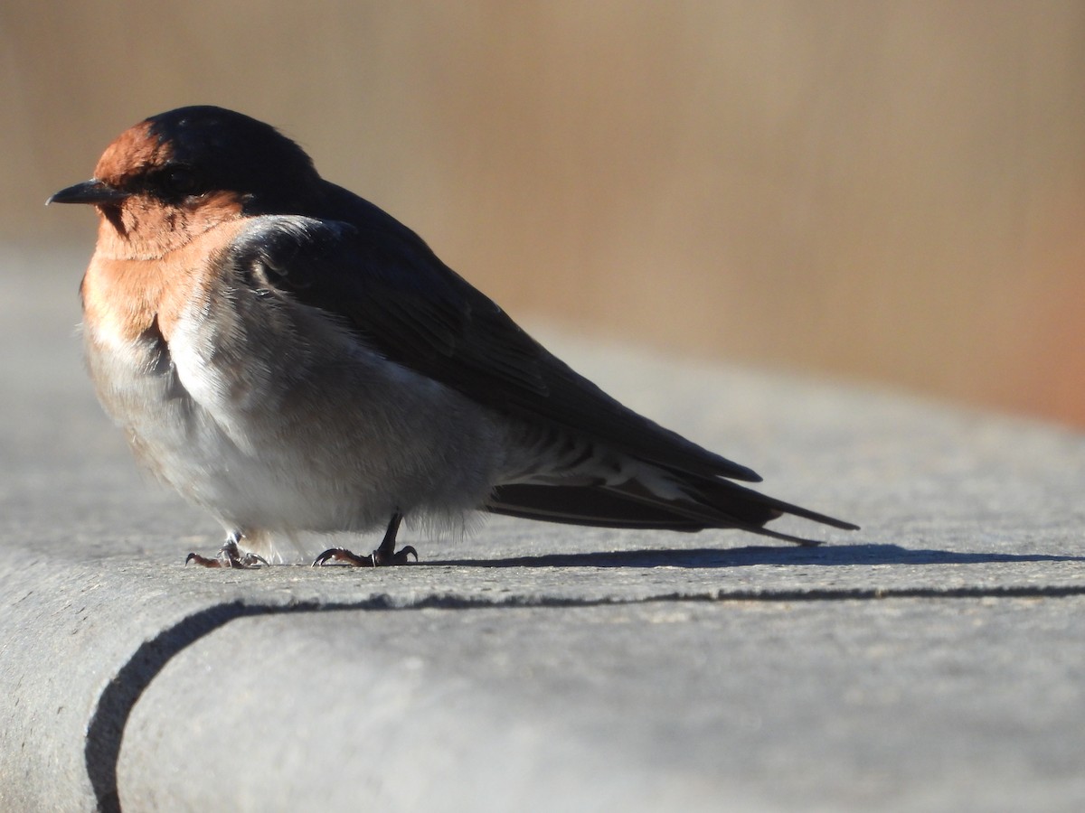 Welcome Swallow - Rodney Macready