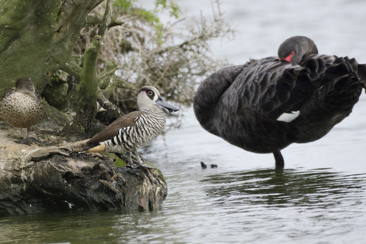 Pink-eared Duck - Ken Crawley