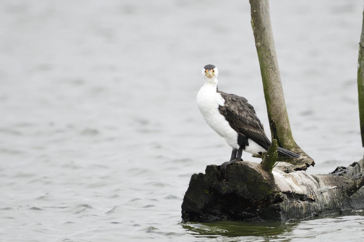 Pied Cormorant - Ken Crawley