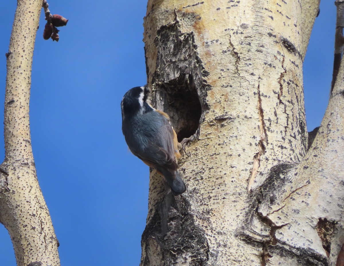Red-breasted Nuthatch - Violet Kosack