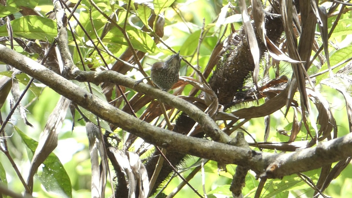 Spot-breasted Wren - Roberto  Garrigues