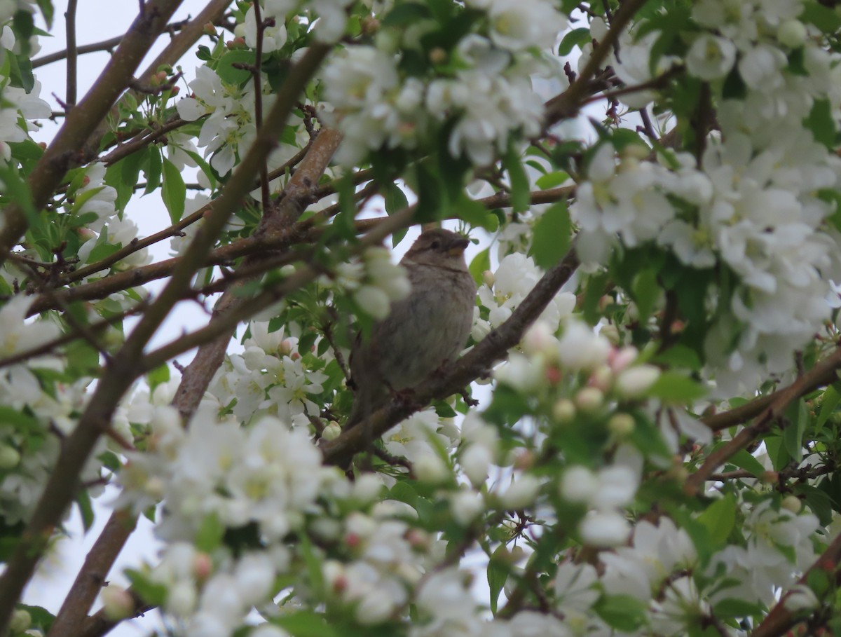 House Sparrow - Violet Kosack