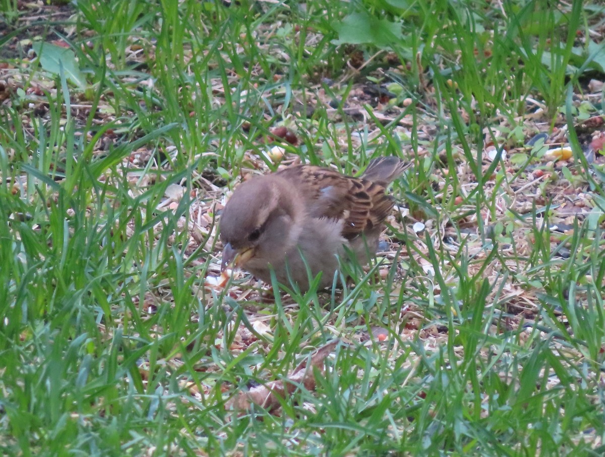 House Sparrow - Violet Kosack