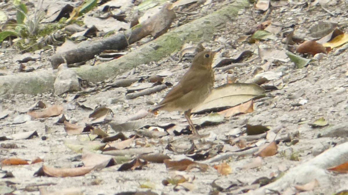 Swainson's Thrush - Roberto  Garrigues