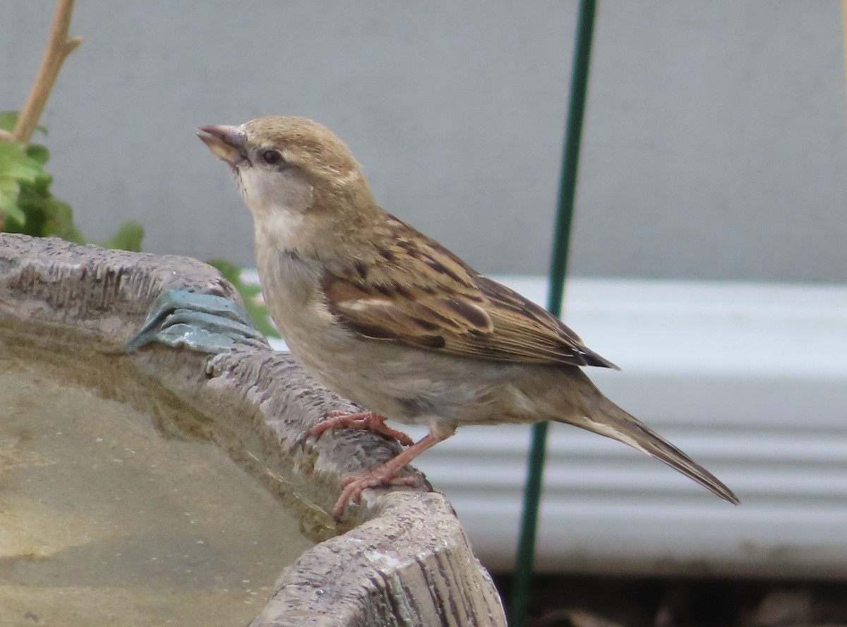 House Sparrow - Violet Kosack