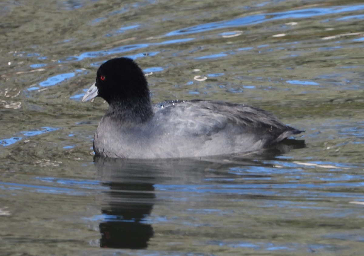 Eurasian Coot - Rodney Macready