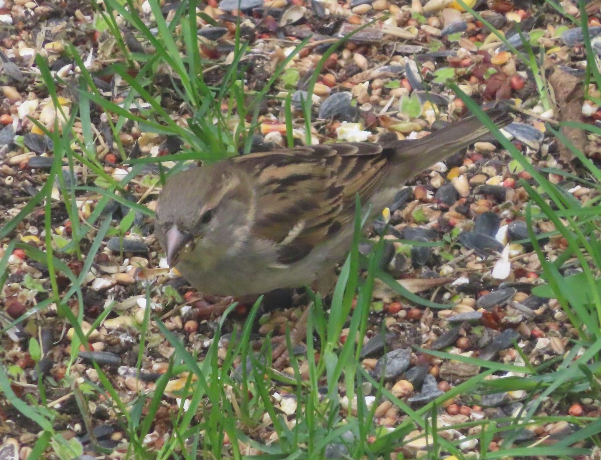 House Sparrow - Violet Kosack