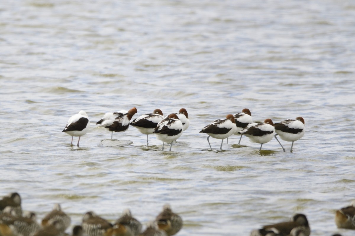 Avoceta Australiana - ML619432454