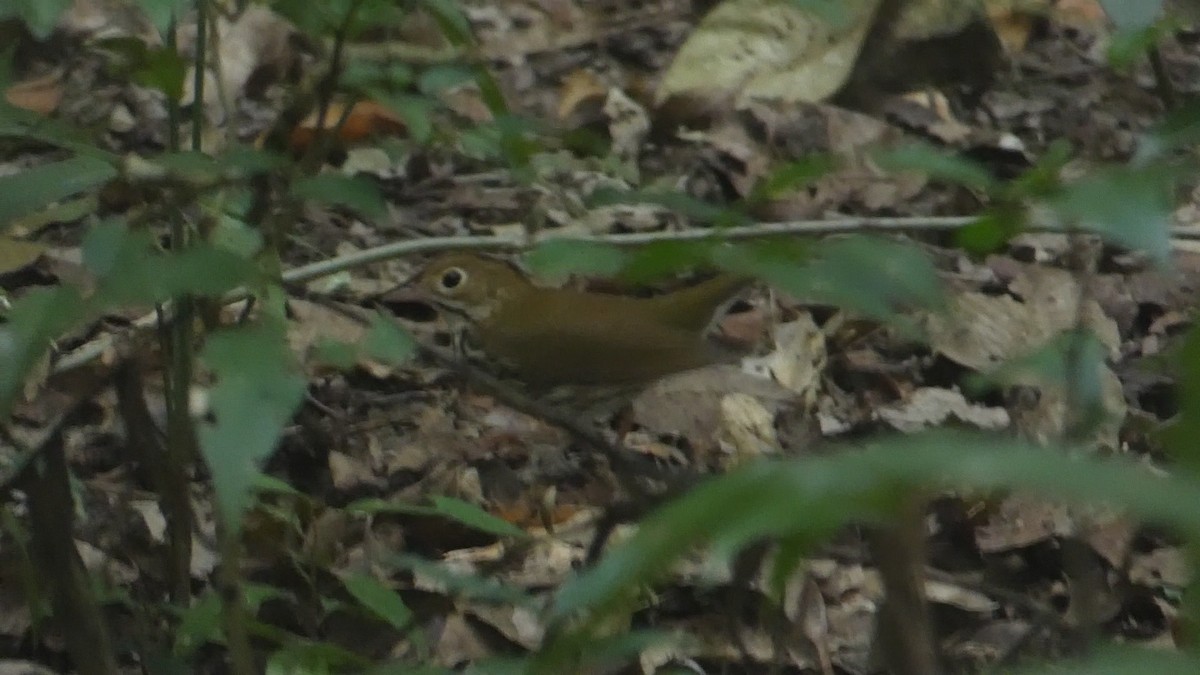 Ovenbird - Roberto  Garrigues