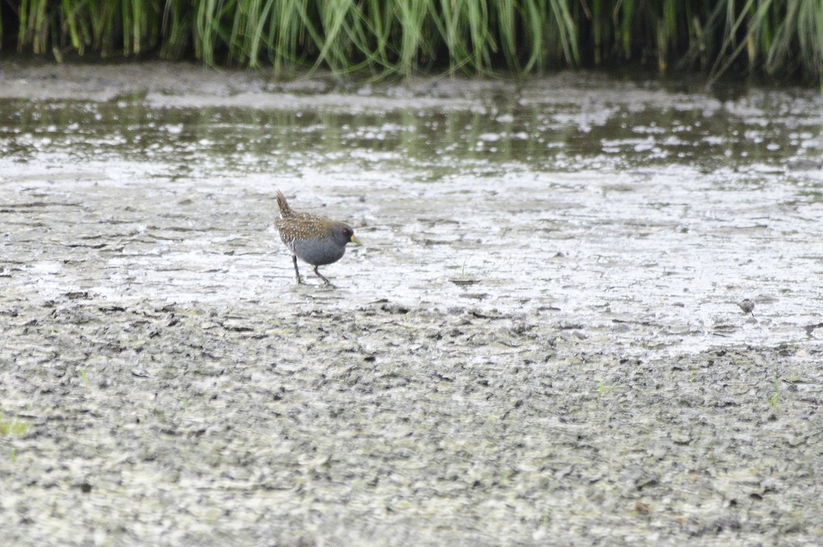 Australian Crake - ML619432464