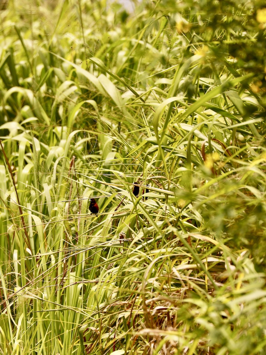 Chestnut Munia - Sherman  Wing