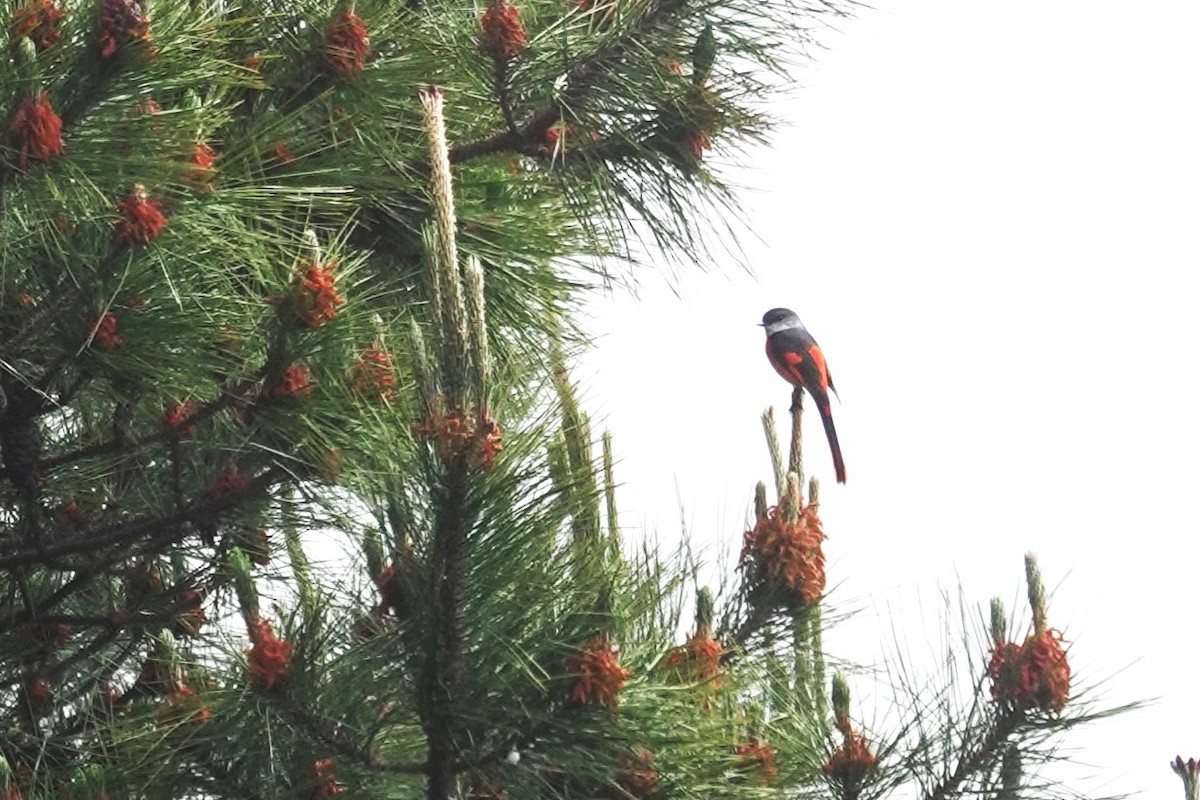 Gray-chinned Minivet - ML619432485