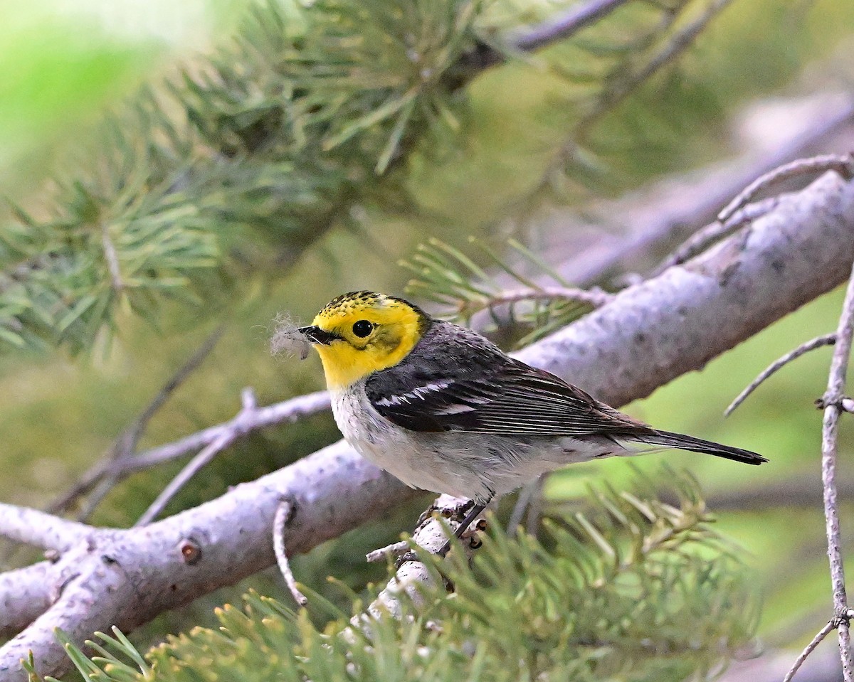 Hermit Warbler - B T