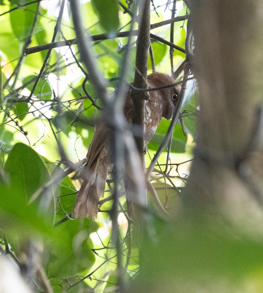 Hodgson's Frogmouth - Lindy Fung