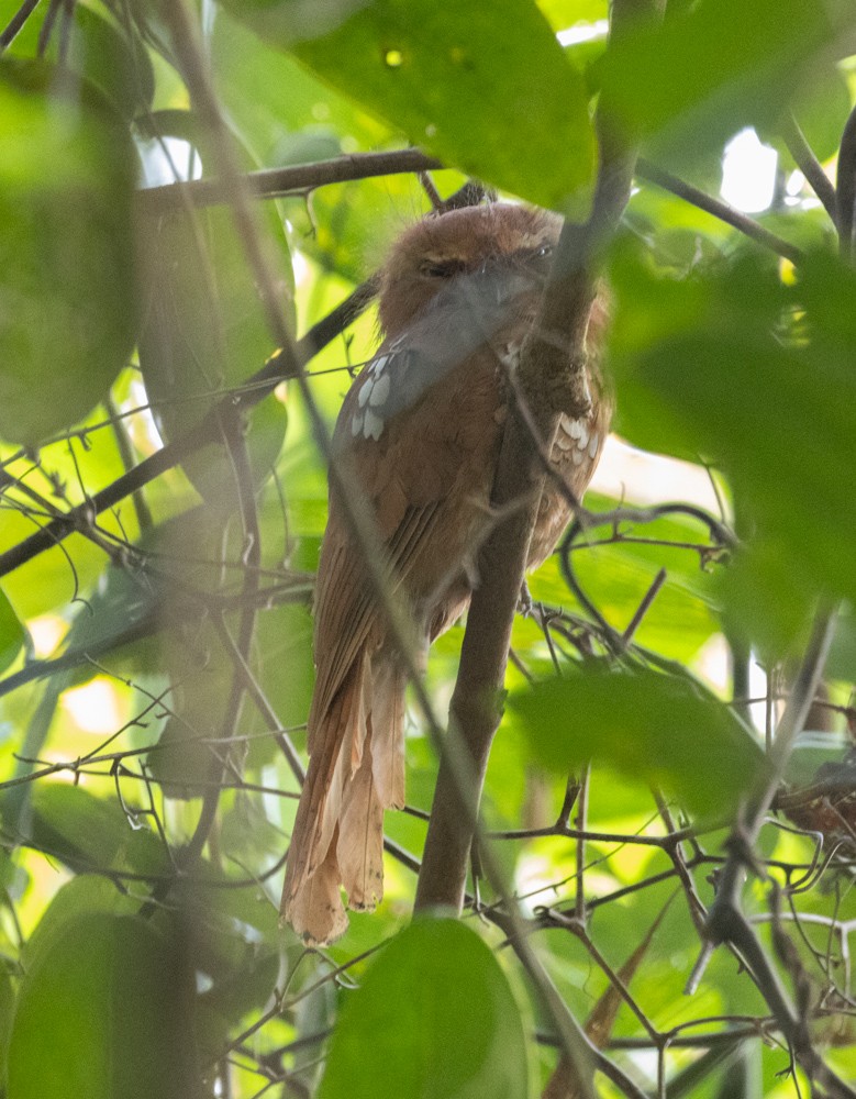 Hodgson's Frogmouth - Lindy Fung