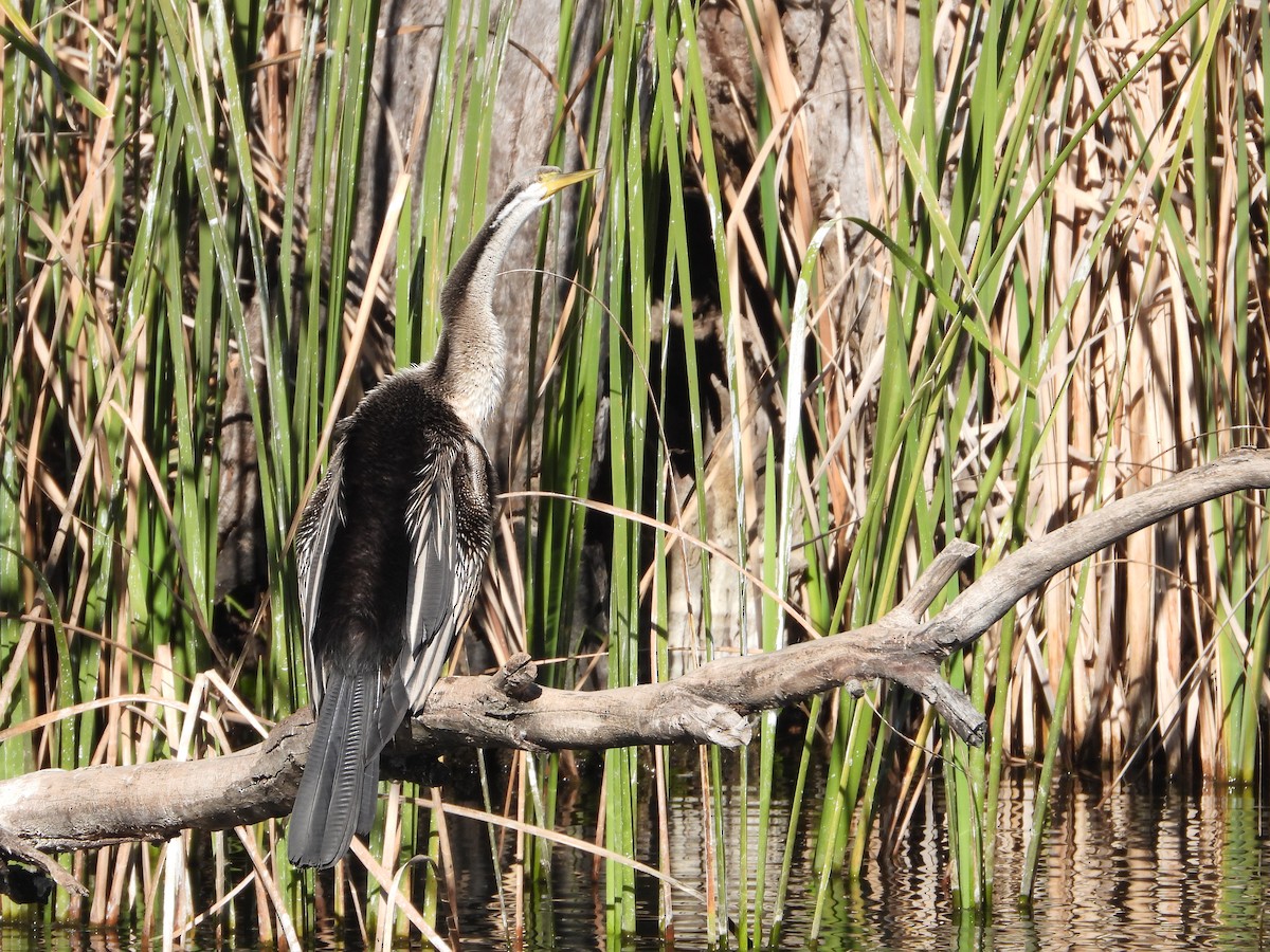 Australasian Darter - Rodney Macready