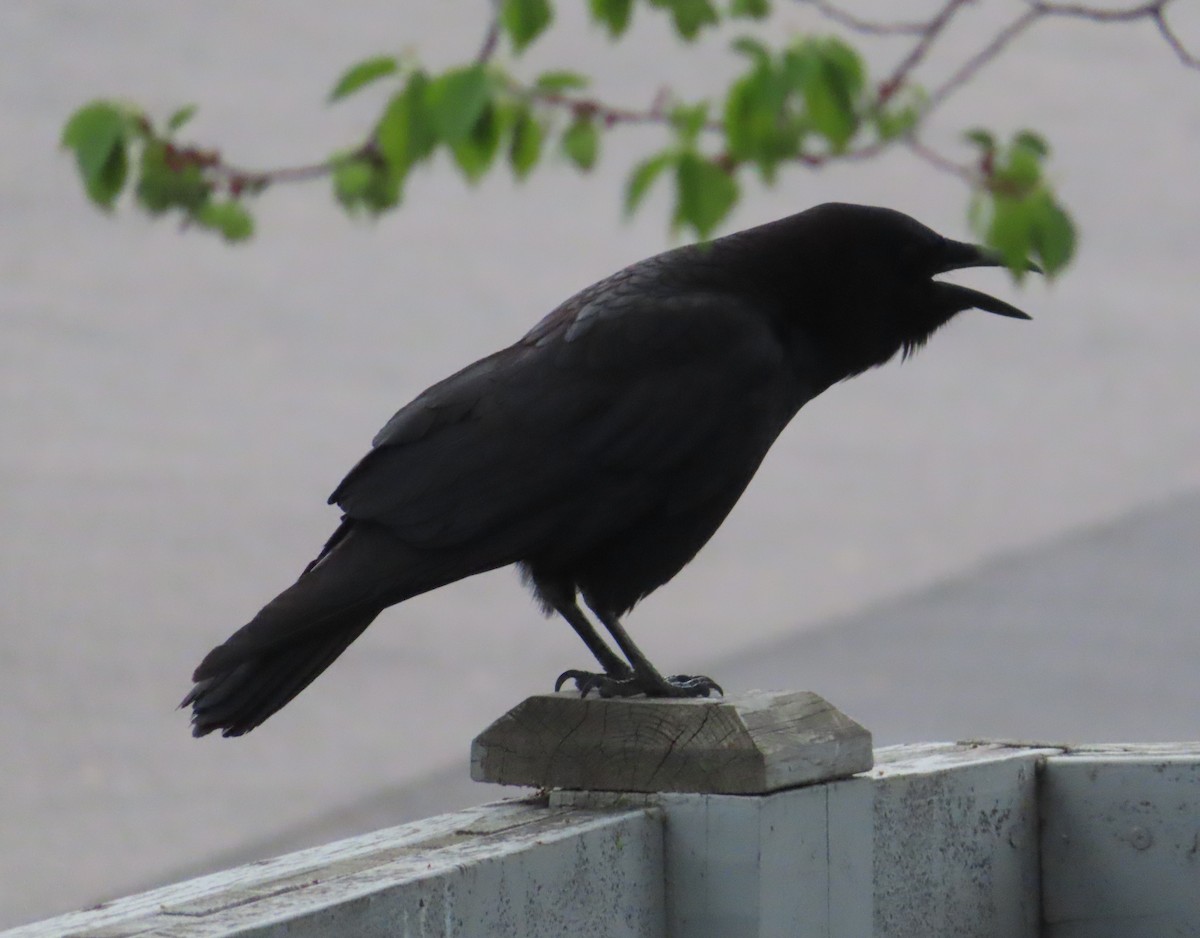 American Crow - Violet Kosack