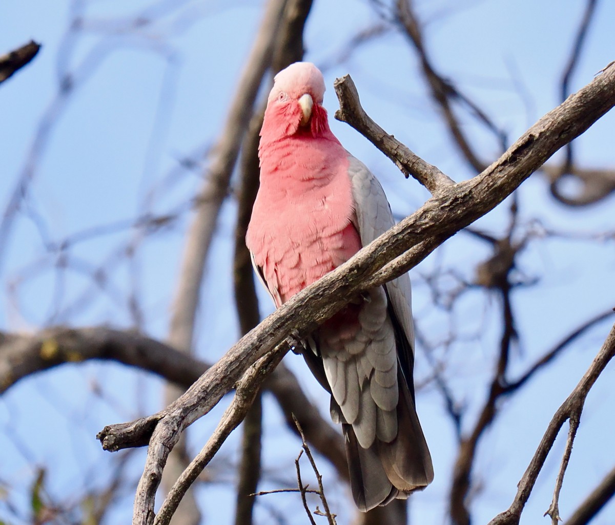 Galah - Ken Glasson