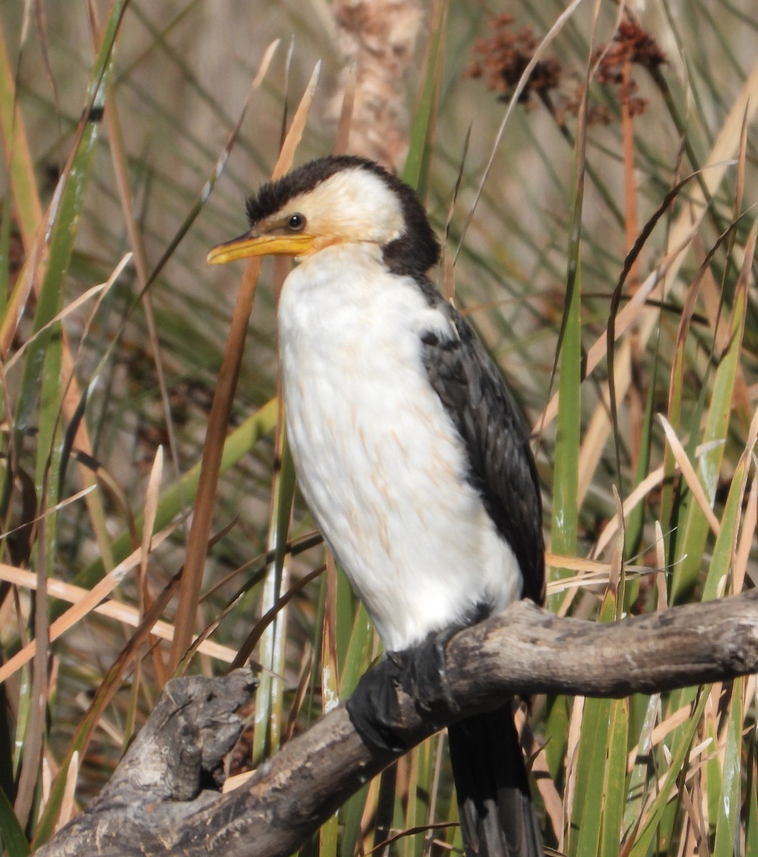 Little Pied Cormorant - Rodney Macready