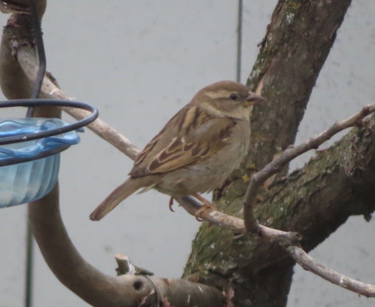 House Sparrow - Violet Kosack