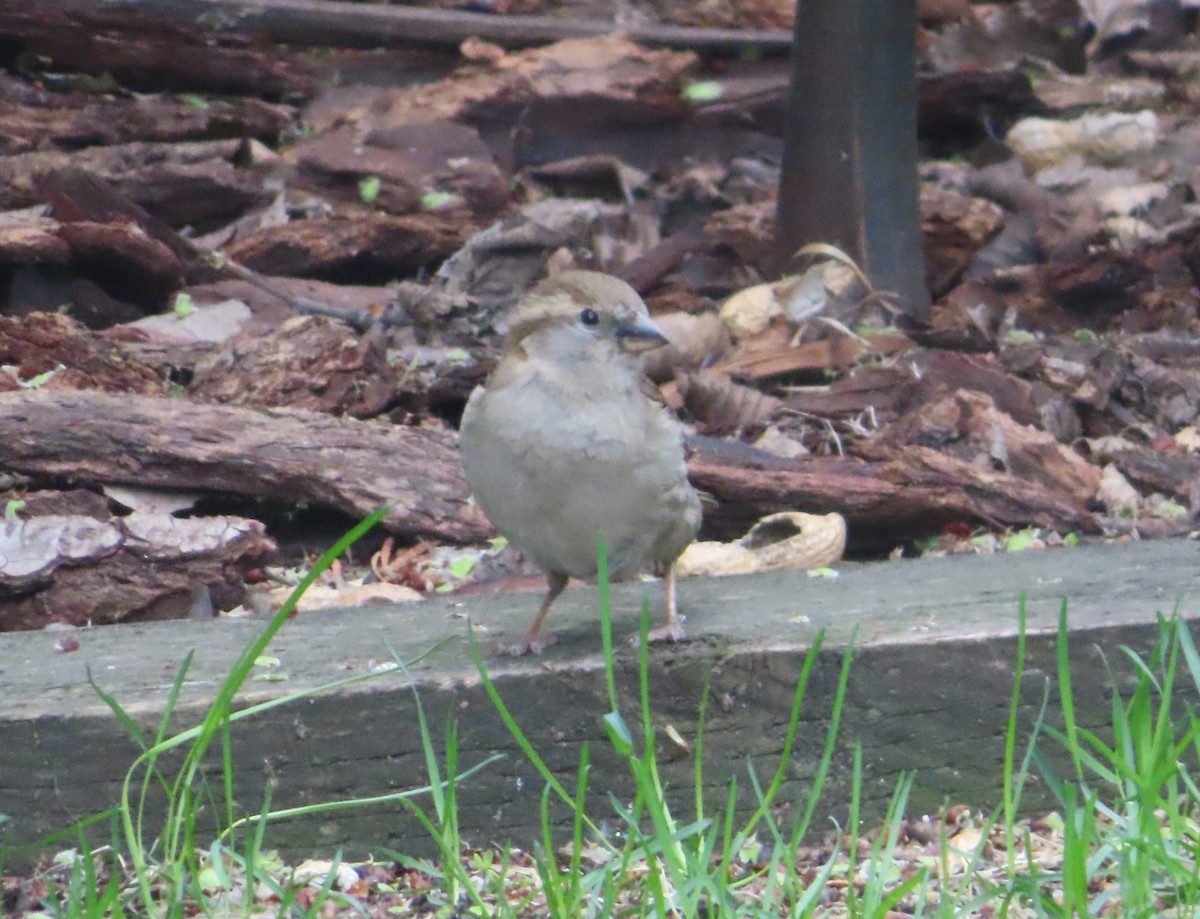 House Sparrow - Violet Kosack