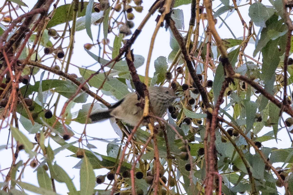 Brown Thornbill - ML619432556