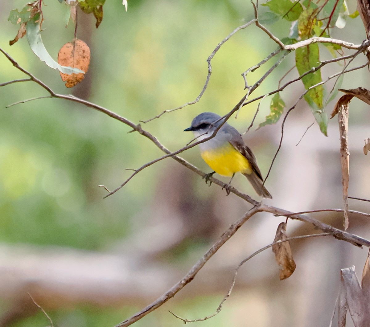 Western Yellow Robin - Ken Glasson