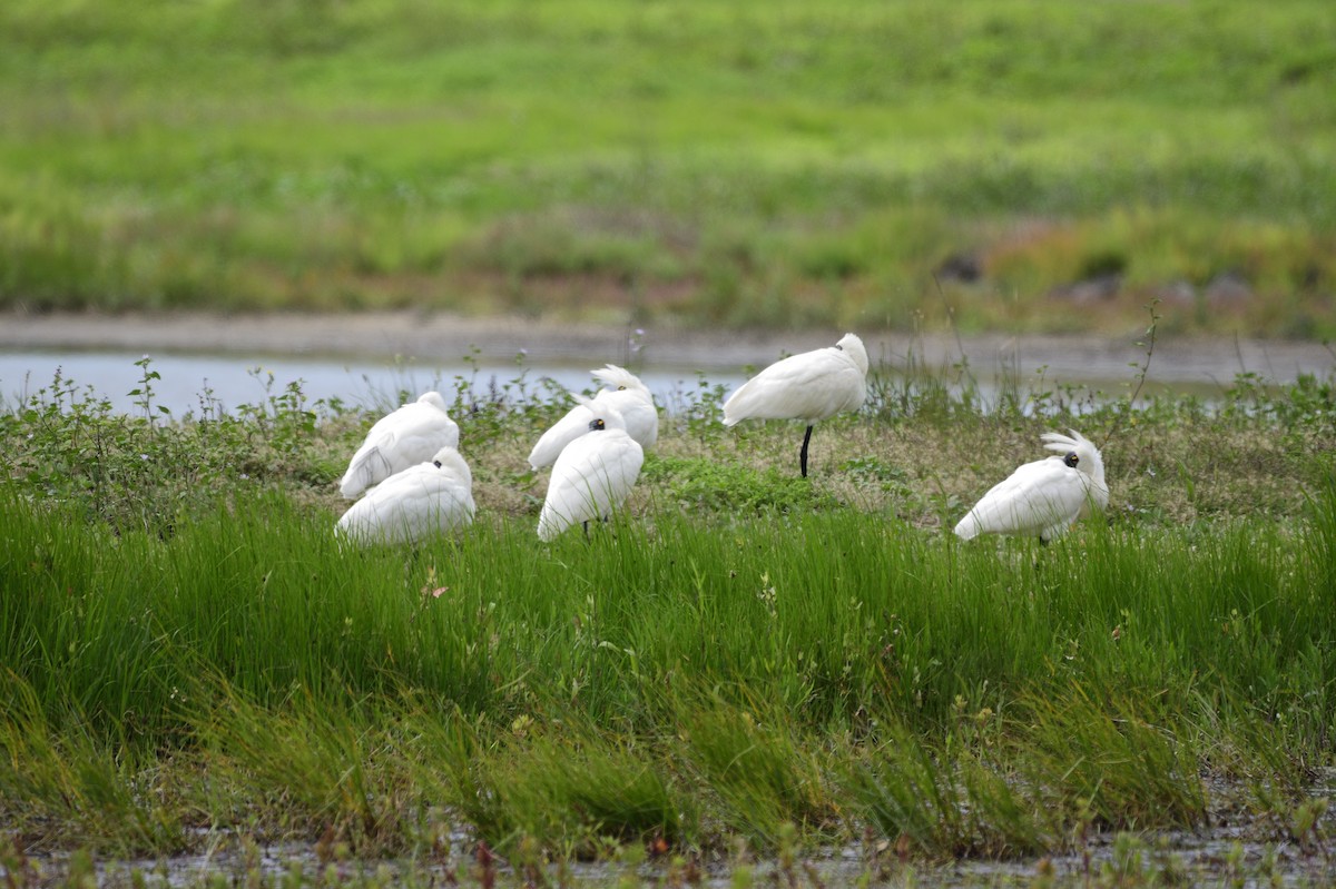 Royal Spoonbill - Ken Crawley