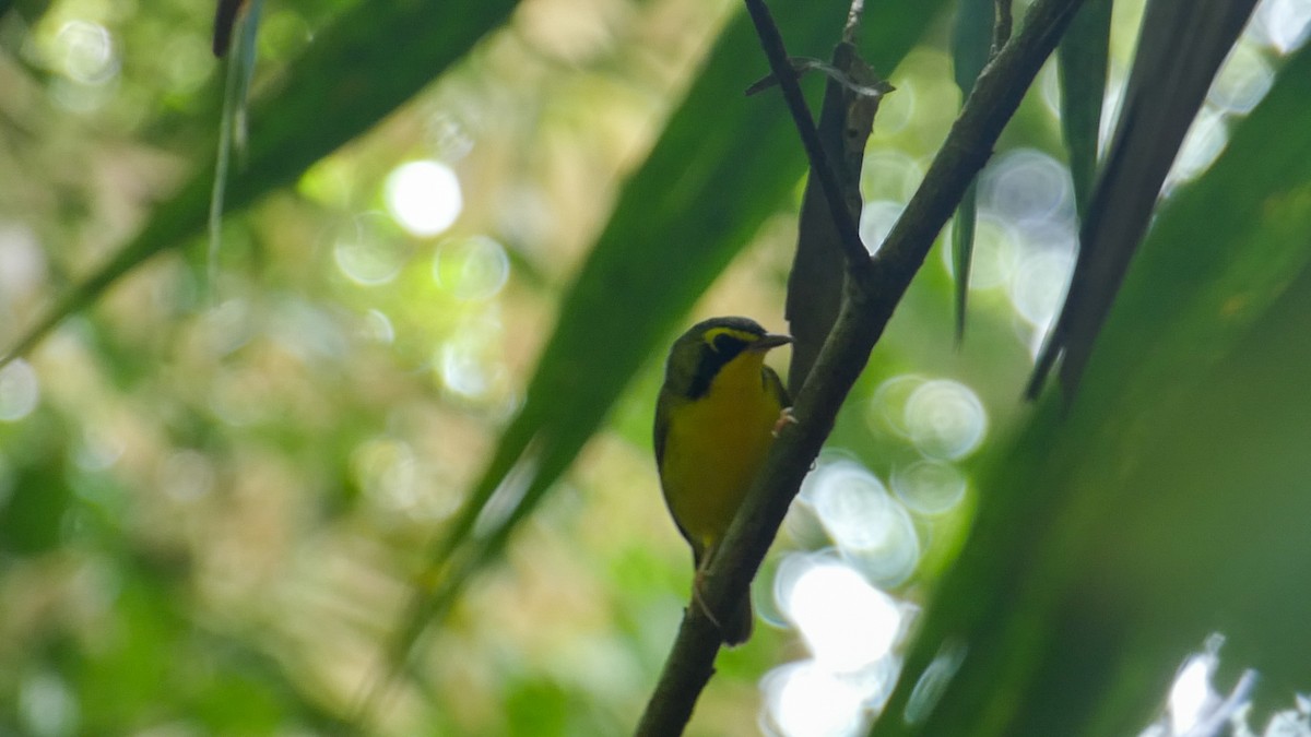 Kentucky Warbler - Roberto  Garrigues