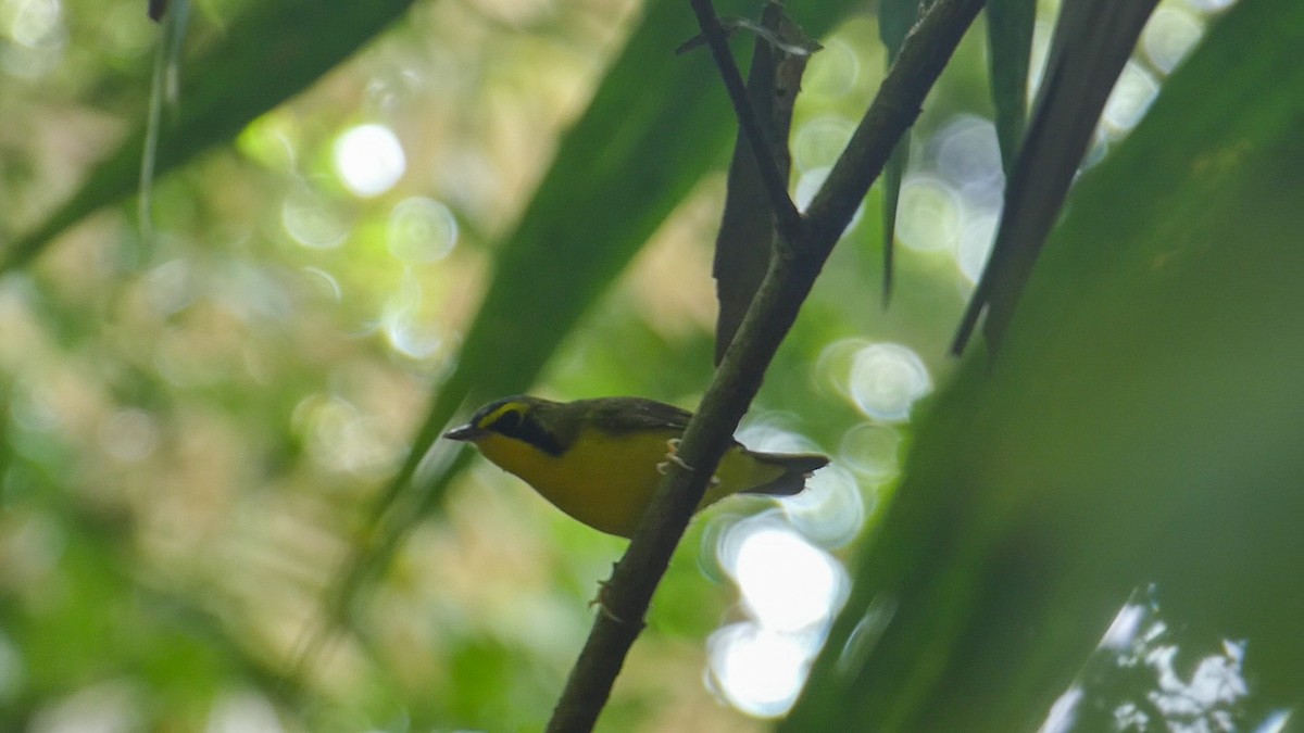 Kentucky Warbler - Roberto  Garrigues