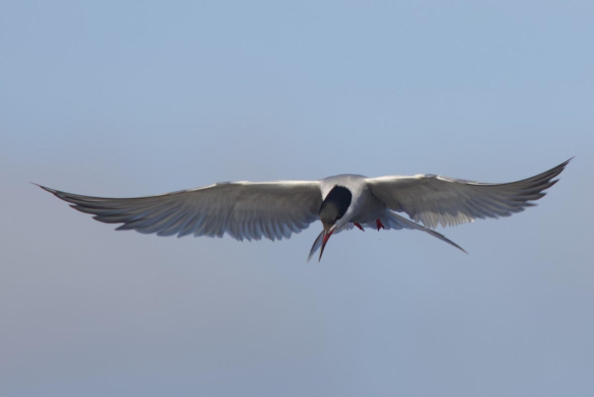Common Tern (hirundo/tibetana) - Severin Uebbing