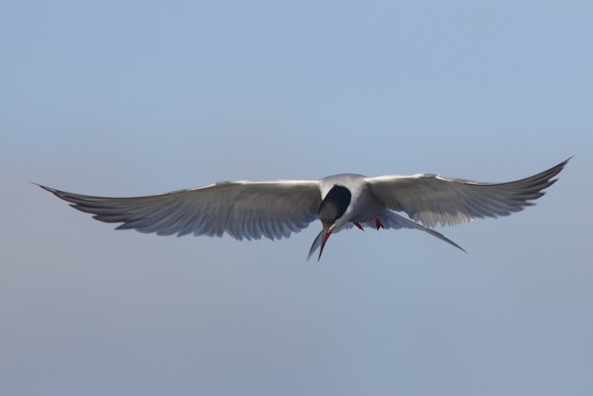 Common Tern (hirundo/tibetana) - ML619432575