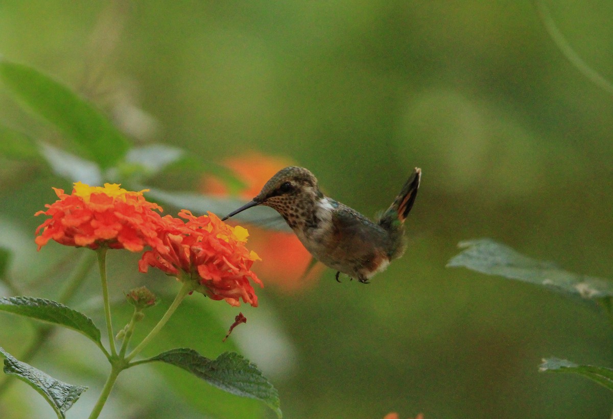 Bumblebee Hummingbird - ML619432576