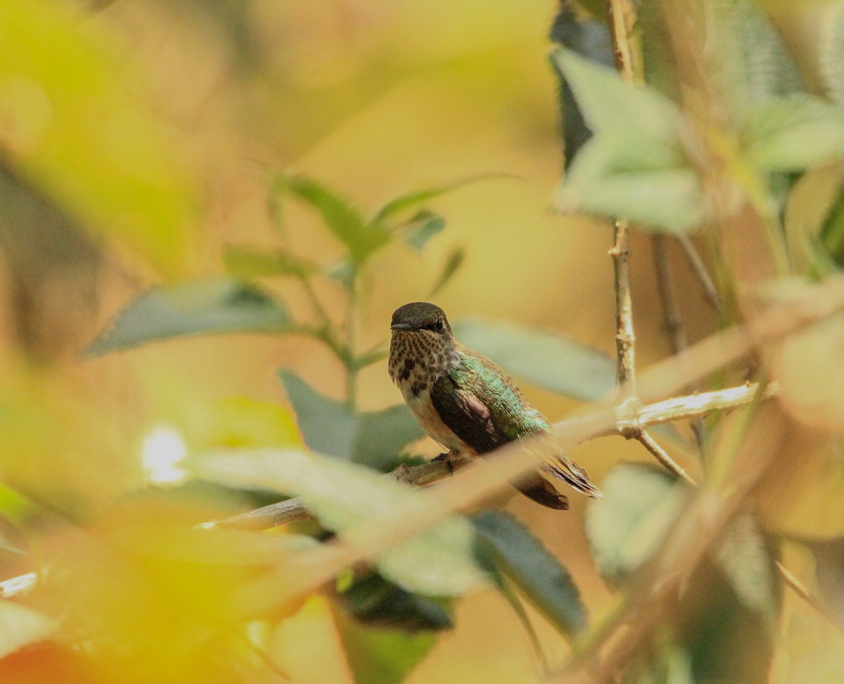Bumblebee Hummingbird - ML619432577