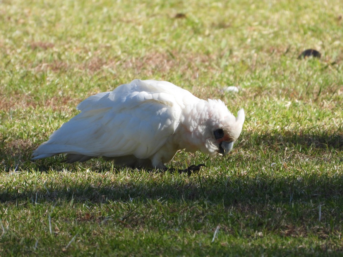 Little Corella - Rodney Macready