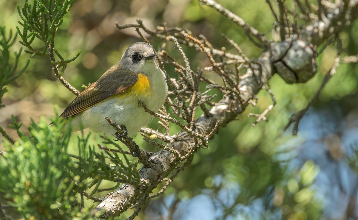 American Redstart - ML619432588