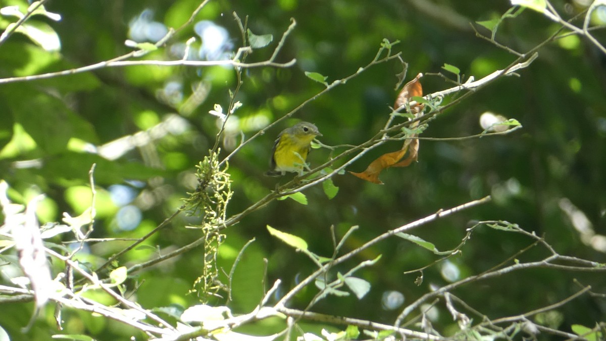 Magnolia Warbler - Roberto  Garrigues