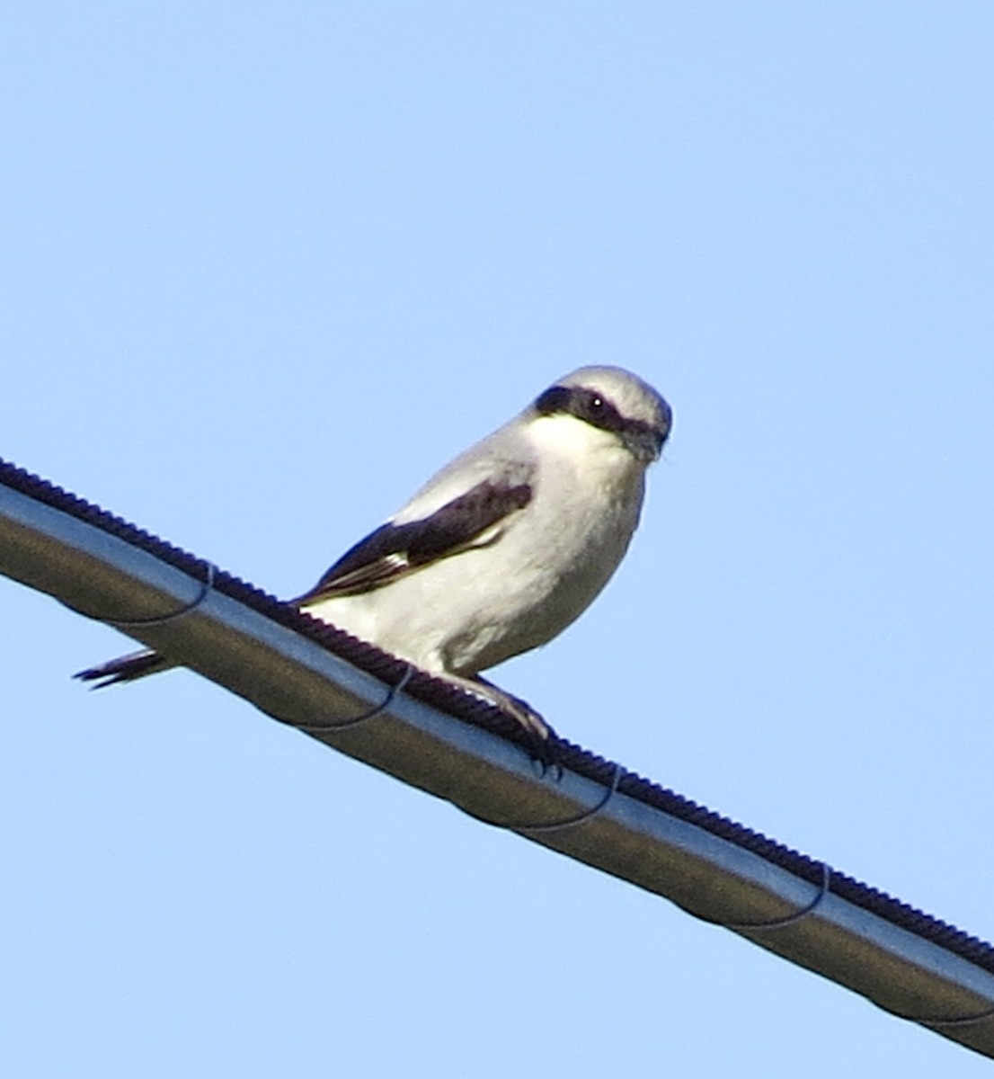 Loggerhead Shrike - Barb Matthews