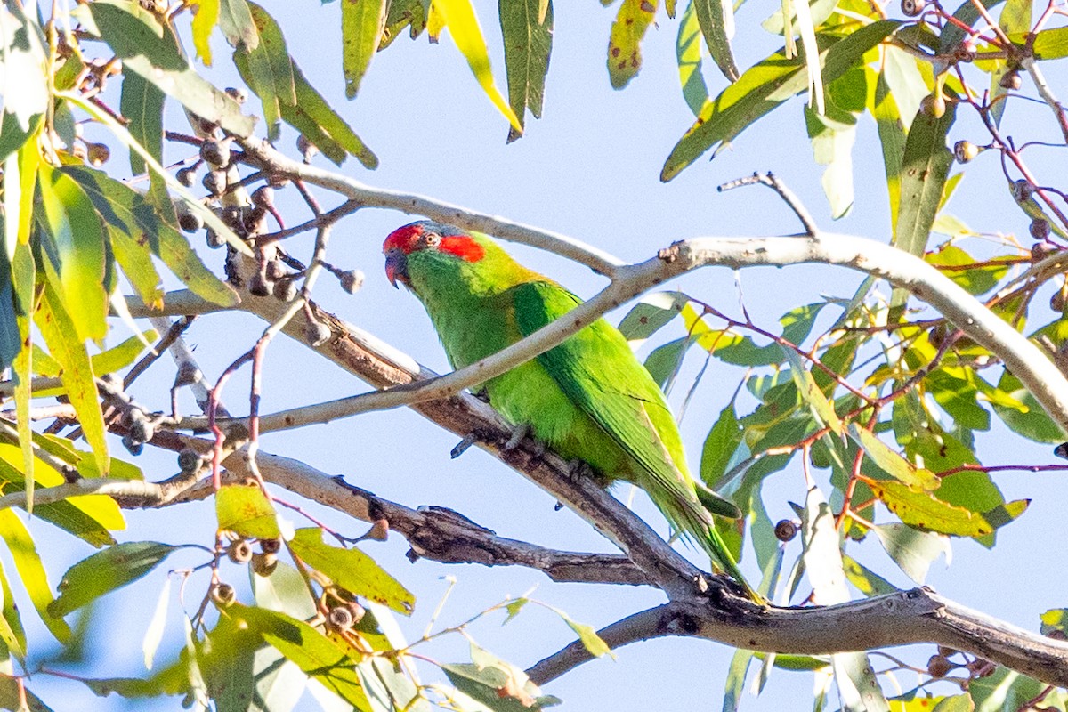 Musk Lorikeet - ML619432599