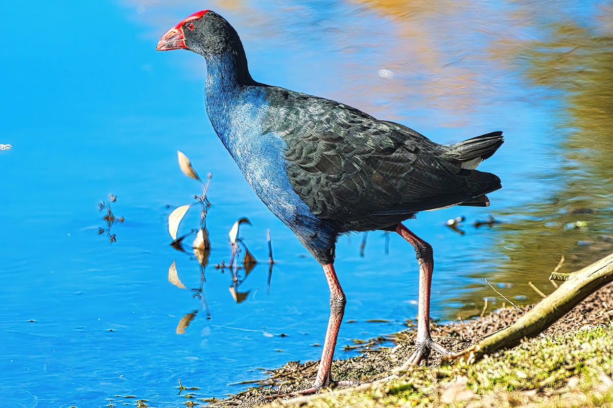 Australasian Swamphen - Alfons  Lawen