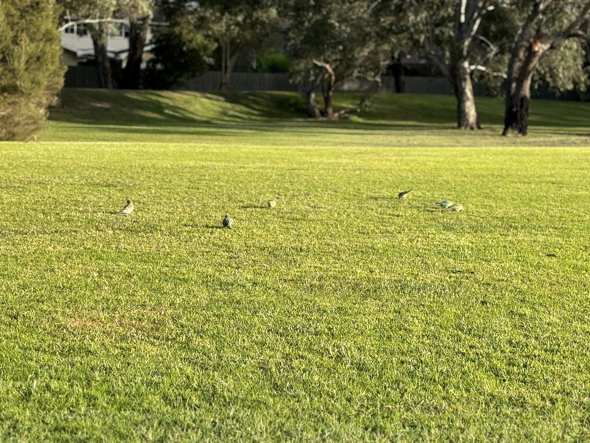 Red-rumped Parrot - ML619432602