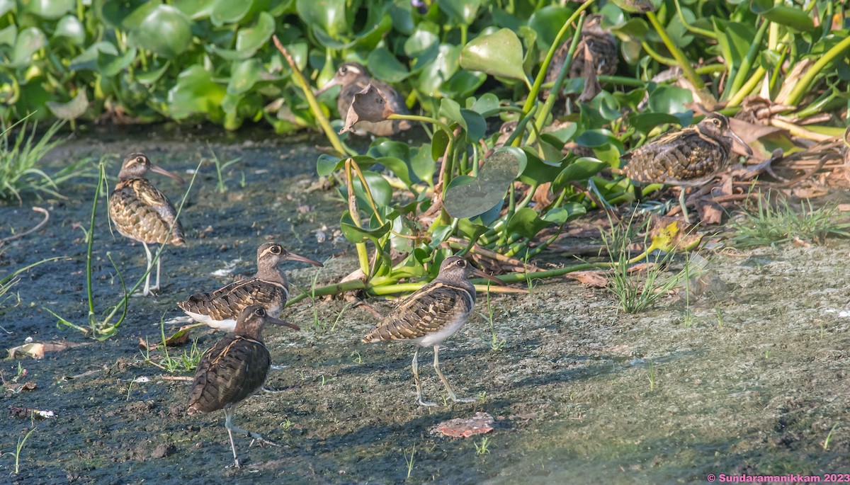 Greater Painted-Snipe - Sundara manikkam V R