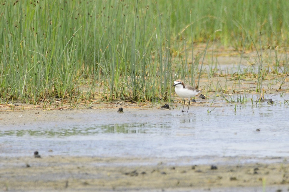 Red-capped Plover - Ken Crawley